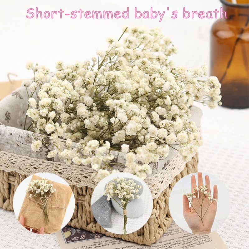 50pcs Natural Dried Gypsophila - Dried Flower Bulk ulasan dan harga