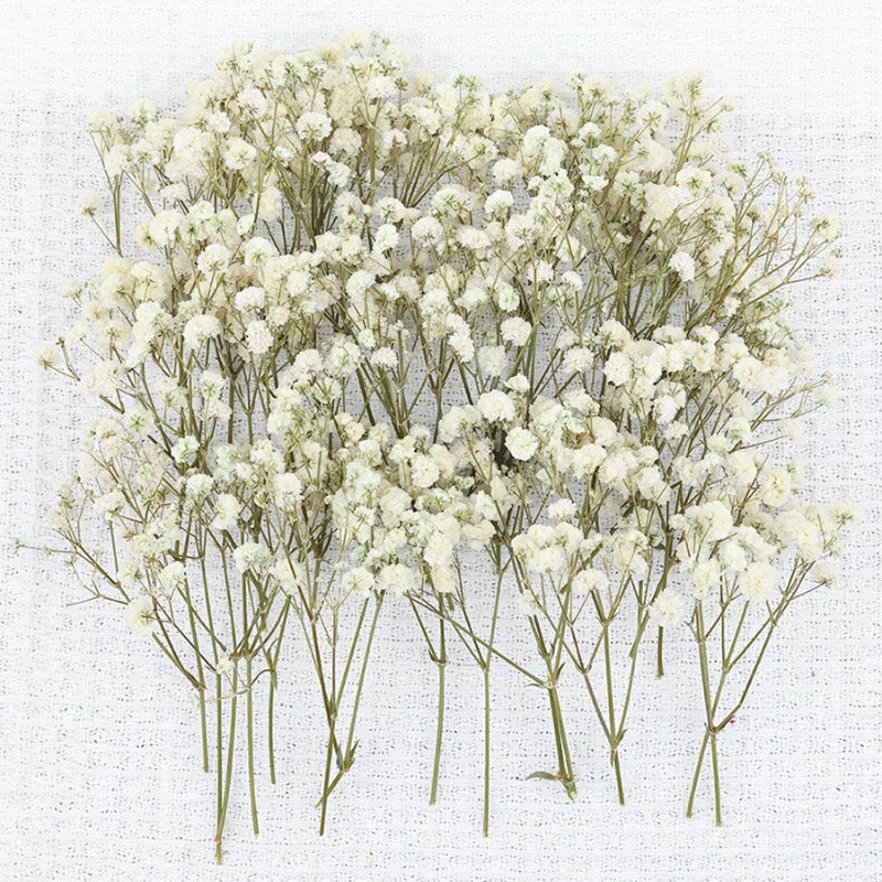 50pcs Natural Dried Gypsophila - Dried Flower Bulk ulasan dan harga