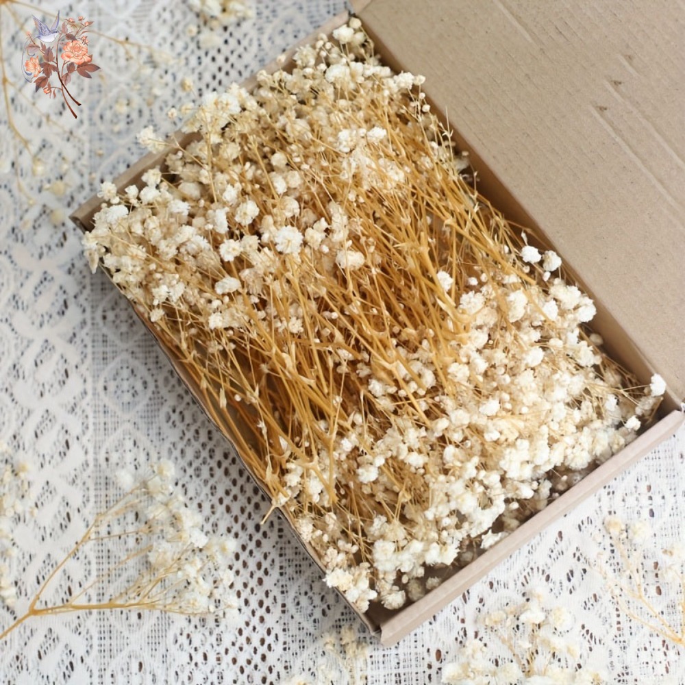 100pcs Mini Dried Baby's Breat - Dried Flower Bulk ulasan dan harga