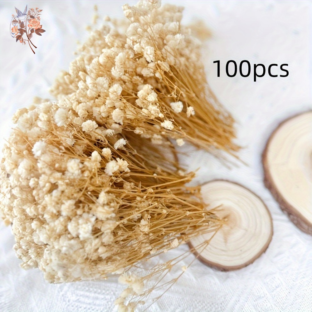 100pcs Mini Dried Baby's Breat - Dried Flower Bulk ulasan dan harga