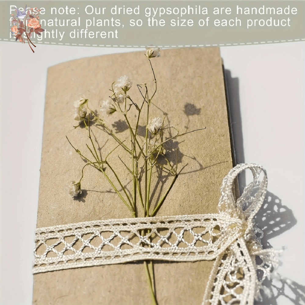 100pcs Mini Dried Baby's Breat - Dried Flower Bulk ulasan dan harga